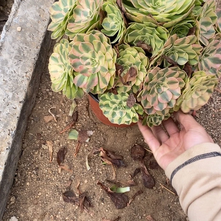 听***雨767雨和多肉植物法师