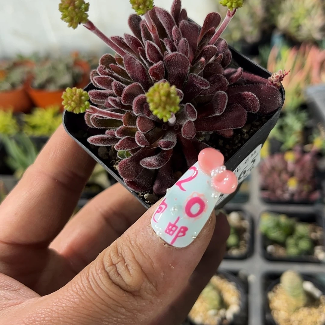 25765一物一拍的