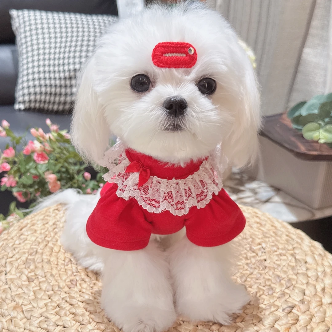 冬款宠物服德绒中国红打底衫