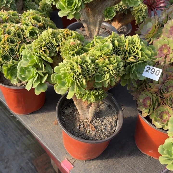 大***姐多肉植物绿羊绒290
