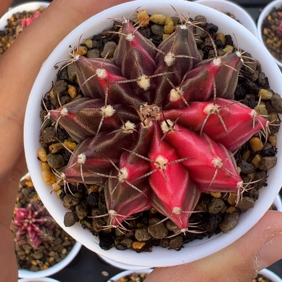 491 好看的米哈冲冲冲