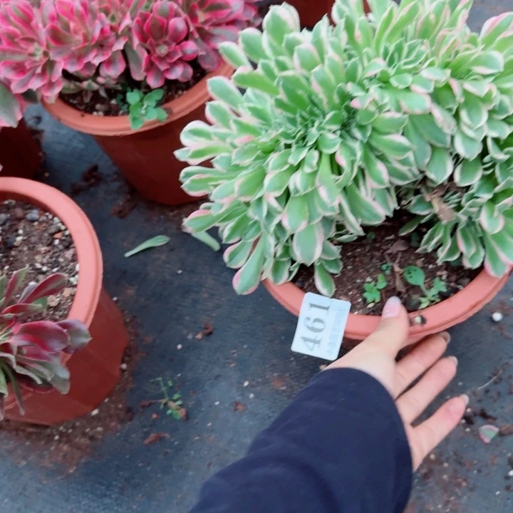 461白凤缀化多肉植物满28包邮
