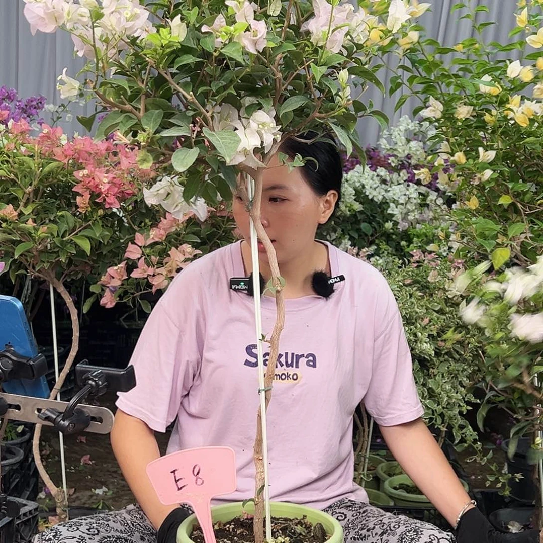 远***远大部分花苞少量开放E8苹果花