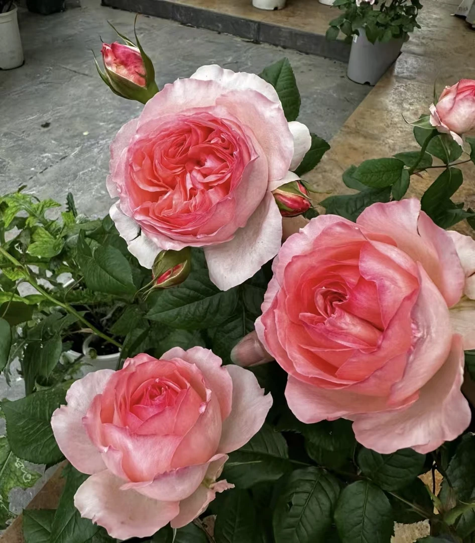 【花友坊】根接杨玉环月季绿植大花浓香庭院阳台盆栽四季开花灌木