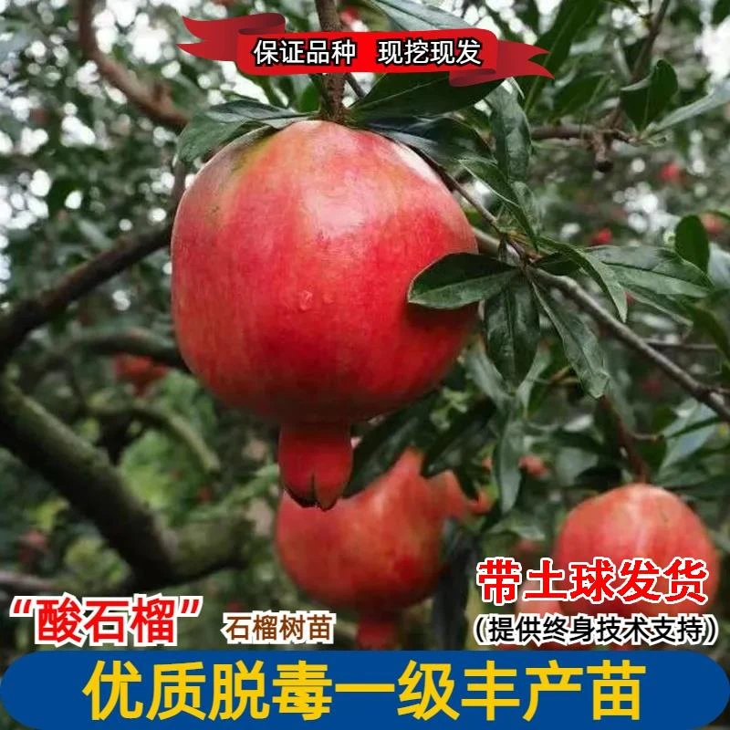 建水酸石榴树苗阳台盆栽庭院地栽种植酸石榴苗果树苗南方北方种植