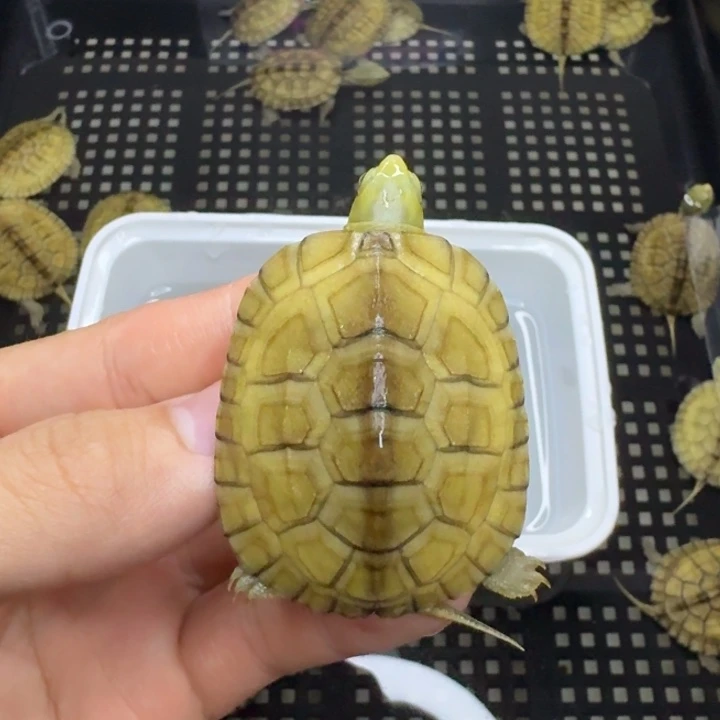 不分公母宠物龟102脖子小伤