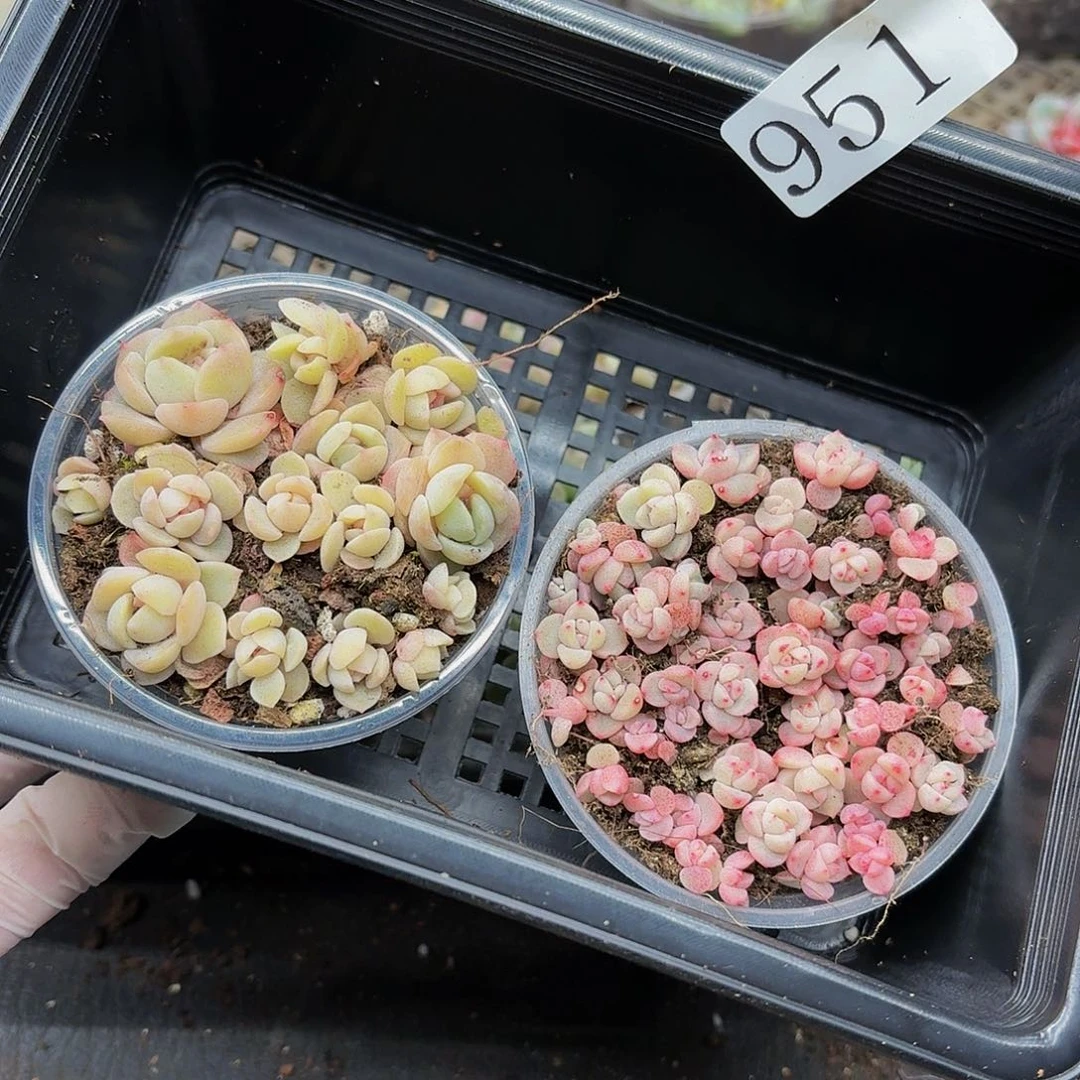 多肉植物多肉植物951