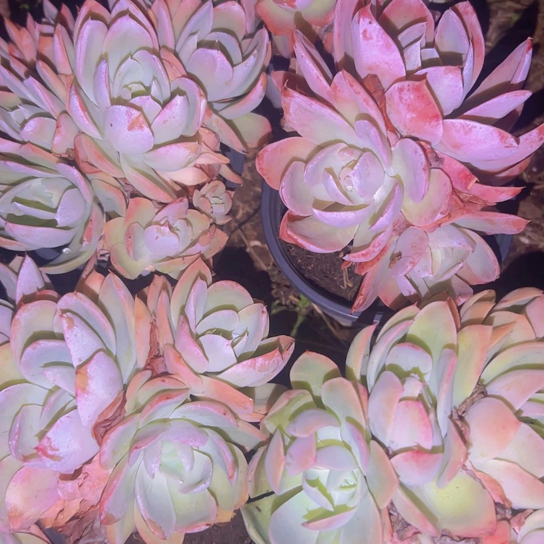 丝绸面纱五元两盆花