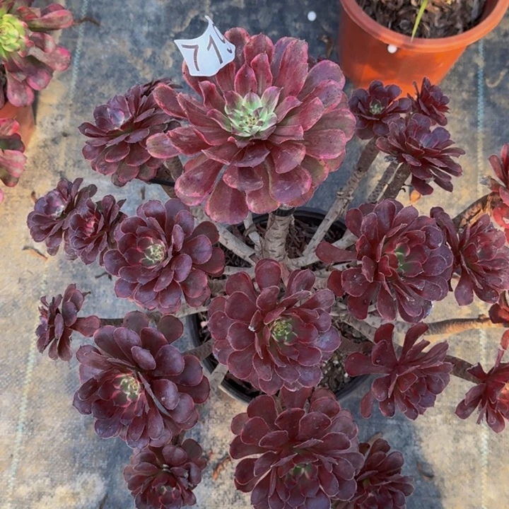 000。00。0000719金刚