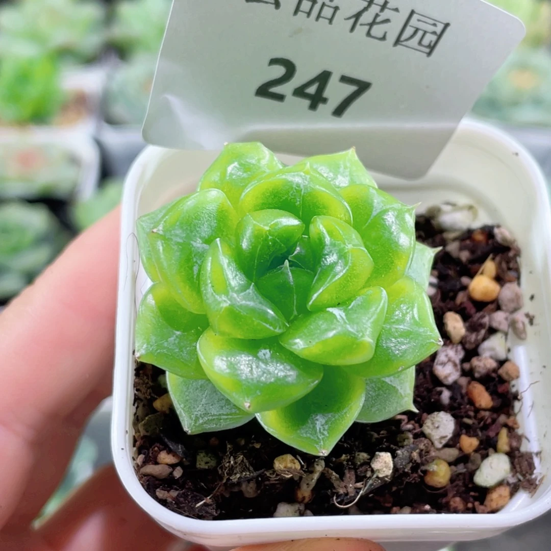 大***军247号糖心冰心珍妮 七喜