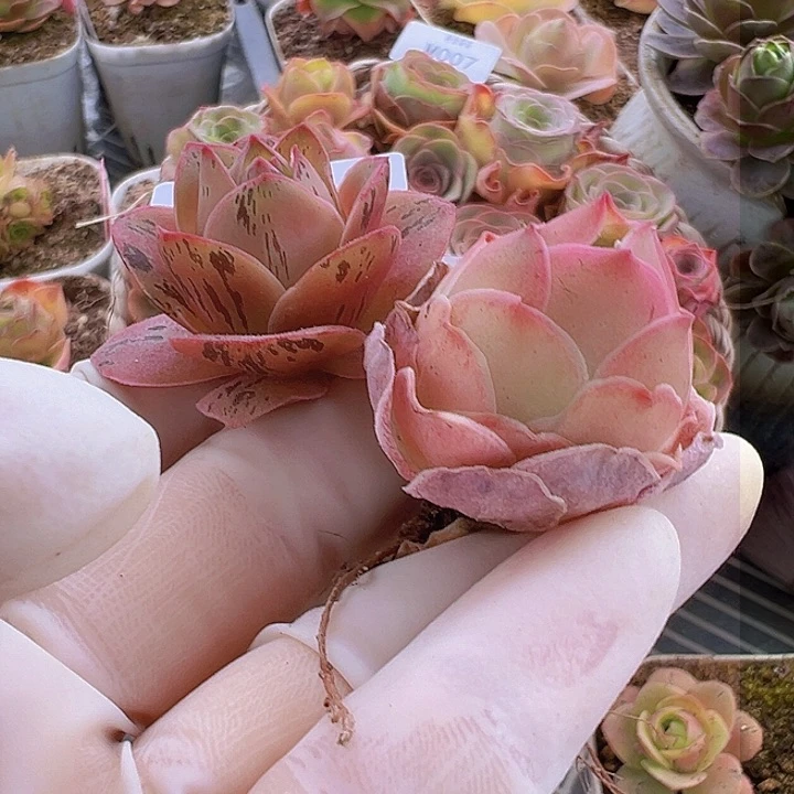 山地玫瑰多肉植物10