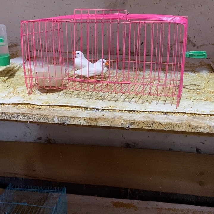 珍珠鸟J*7白珍珠一对，包活到家
