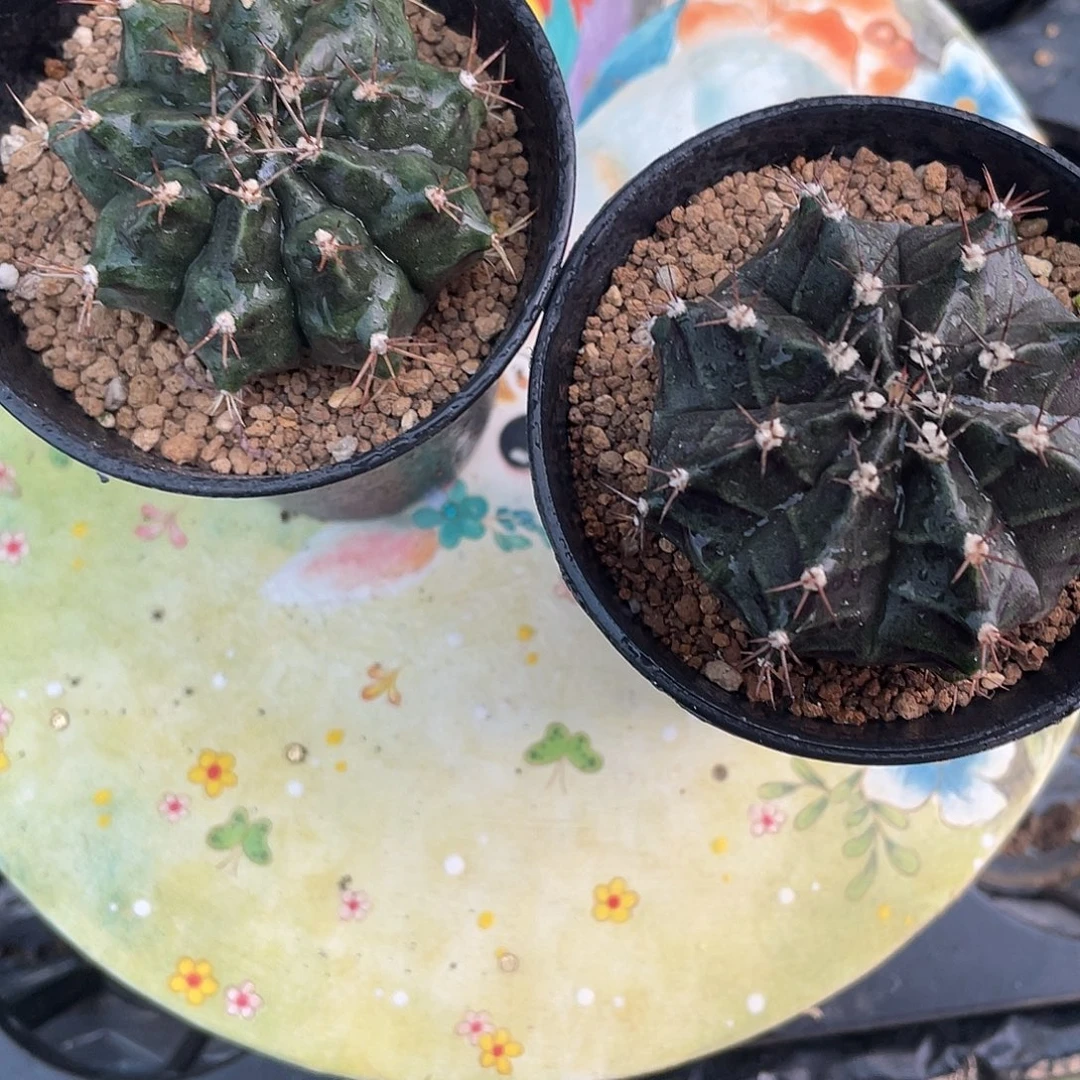 1-123两棵米哈仙人球