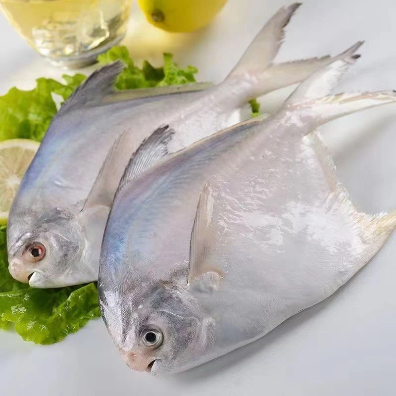 【顺丰京东冷链发货】海捕银鲳鱼肉肥 一斤/5条
