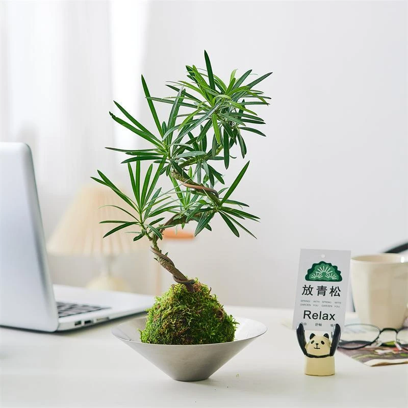 桌面水景苔藓球罗汉松造型老桩水培植物室内办公室茶室客厅桌面绿
