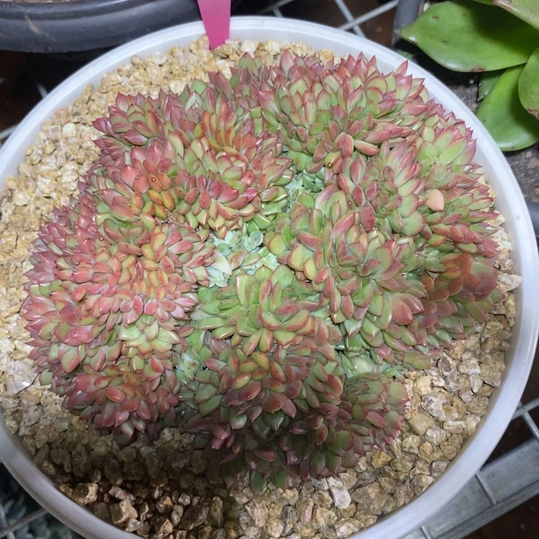 x018-多肉植物 国王缀化