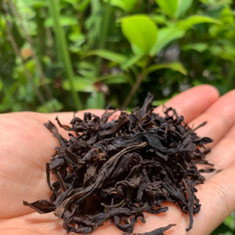 【炭焙蜜兰香】来自潮州凤凰山核心产区