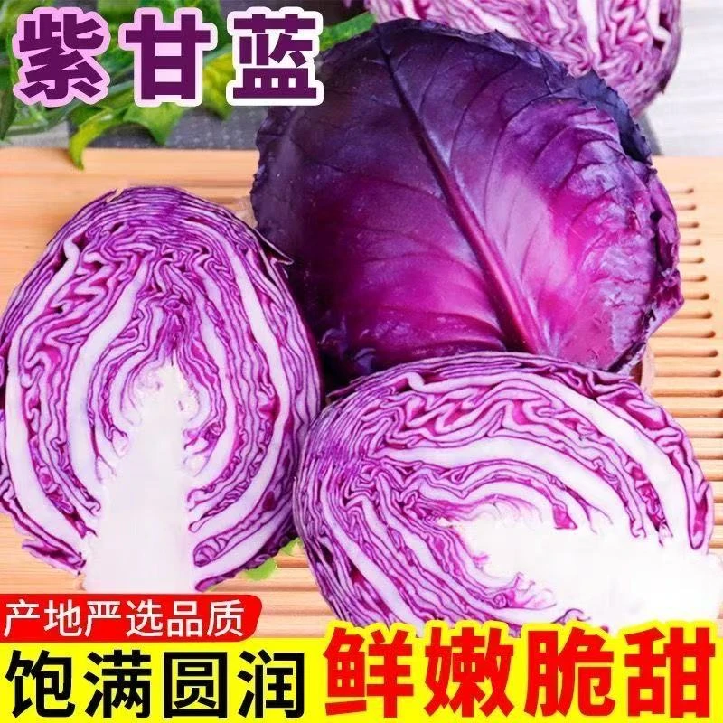 河北紫甘蓝新鲜莲花白包菜农家自种卷心菜蔬菜脆嫩爽口沙拉菜