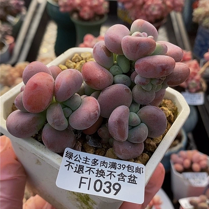 腰子红洛神8cm1039多肉植物
