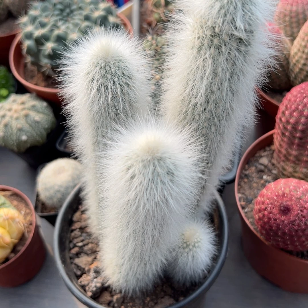 开***人零零落落 零零落落