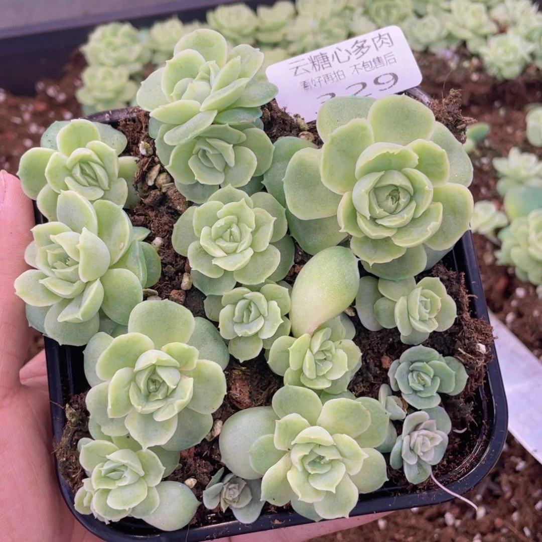 云糖心多肉植物329