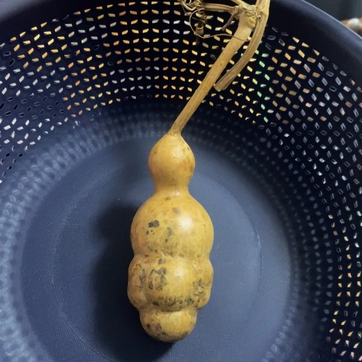 18号厚花皮手把乌龟毛毛虫卡8.8