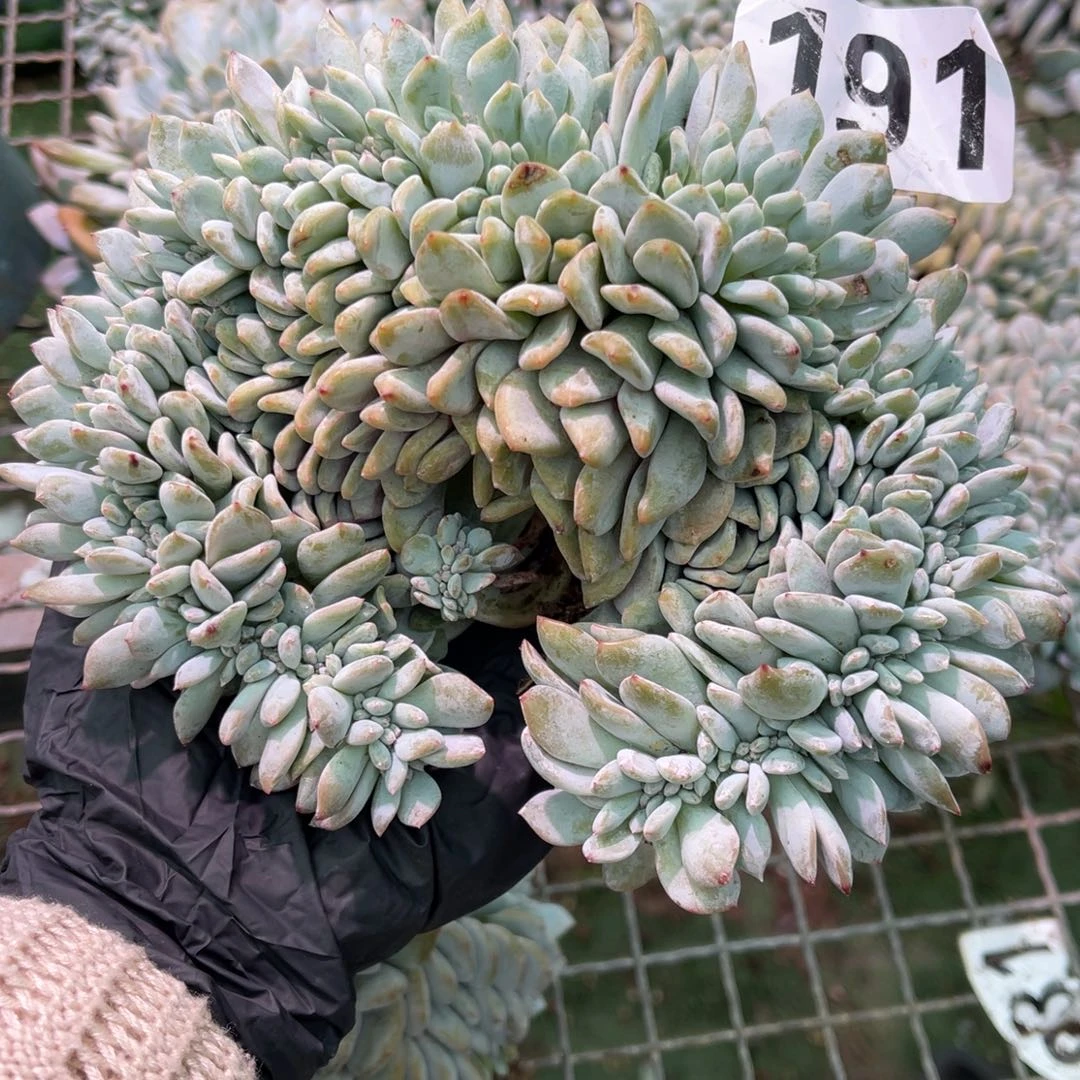 191号4458888888888