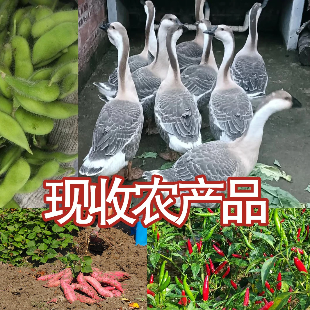 农家散养特产鹅散养