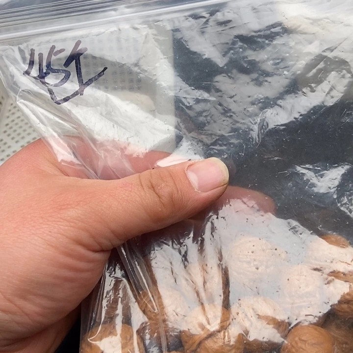 45粒定制打孔，定制商品不退不换