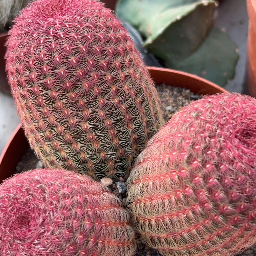 妍***宝零零落落 零零落落