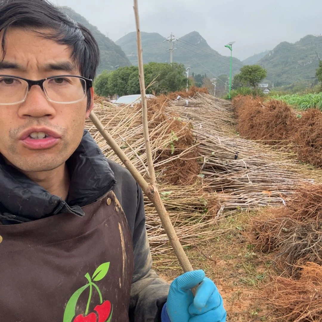 当前无花栽培后可以开花齐早不包活不退不换