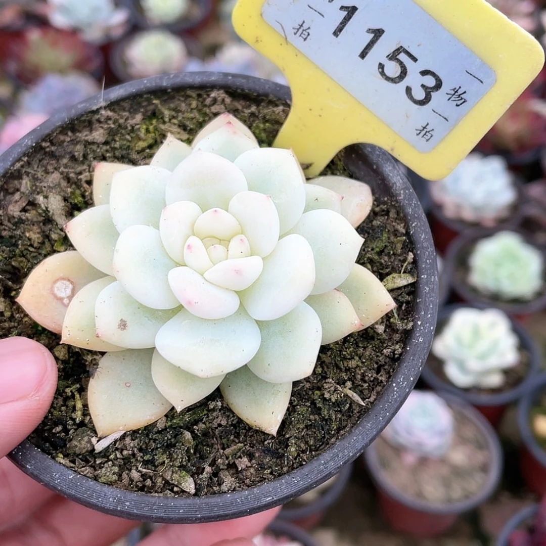 【闪购商品】倔***星1153号十级