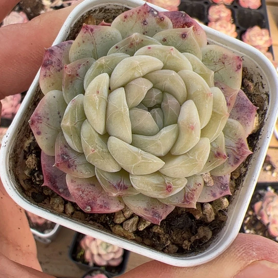 艳551 多肉植物组合盆栽