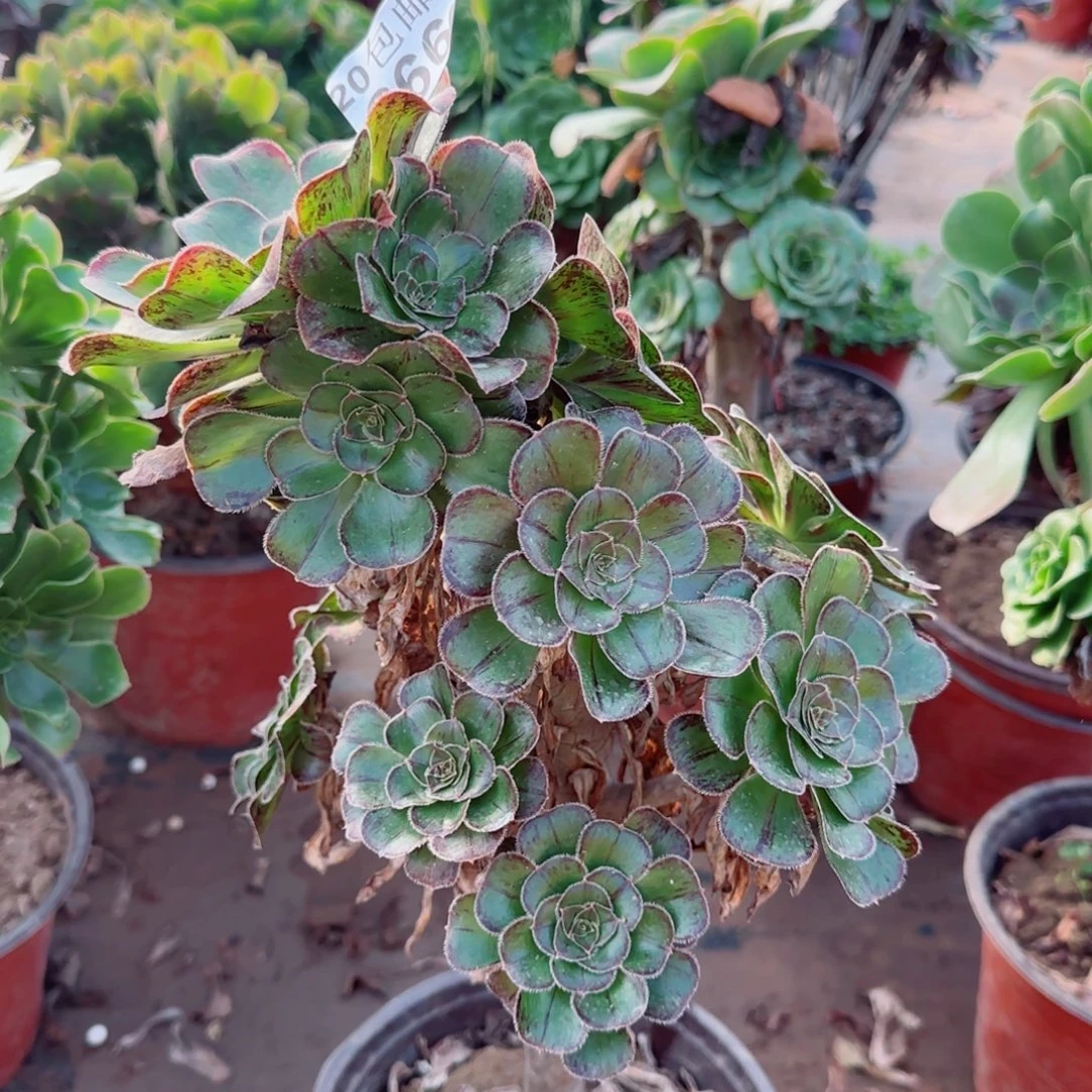 拉丝锦266满20包邮断枝不包