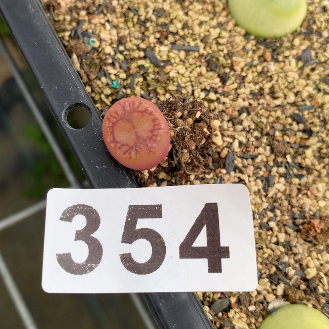 ℡****_354吕杂大年份一颗