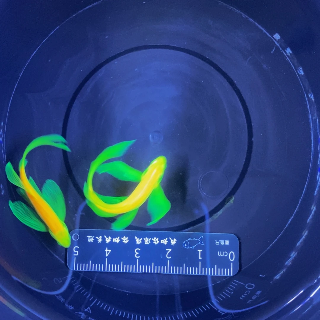 斑马鱼蝶翼斑马龙凤2条