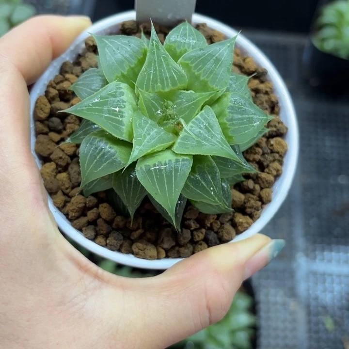 白盘福禄寿多肉植物