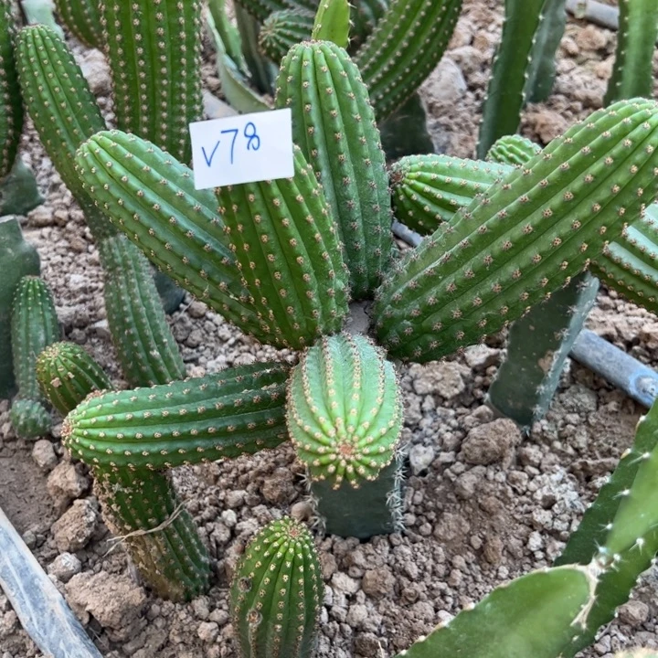 三***三V78袖普嫁接金妞大富贵85