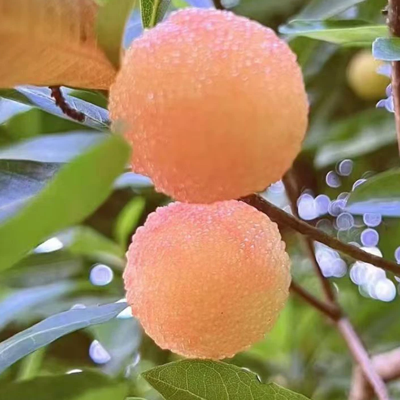 [改良]晚熟品种水晶杨梅树苗耐寒耐高温南方北方种植带土