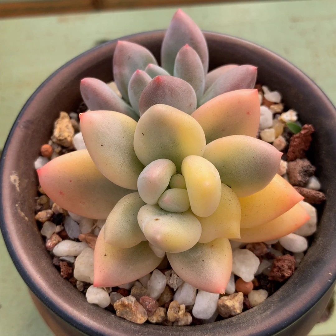 新香水锦锦上园艺一物一拍