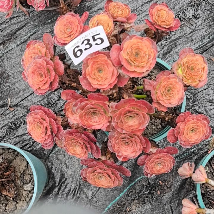 635魅金玫瑰花3-26