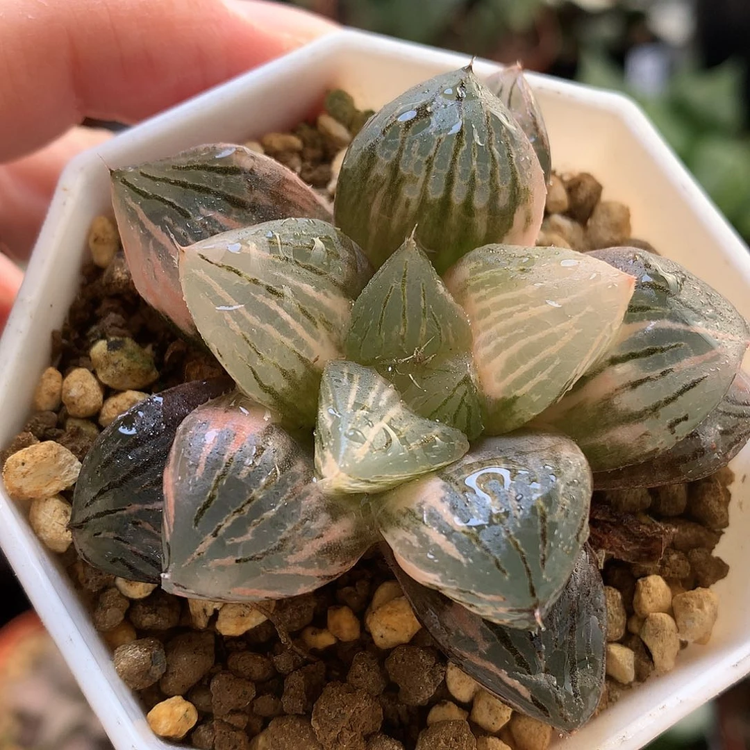 玉潭寿锦带盆土发货tzw