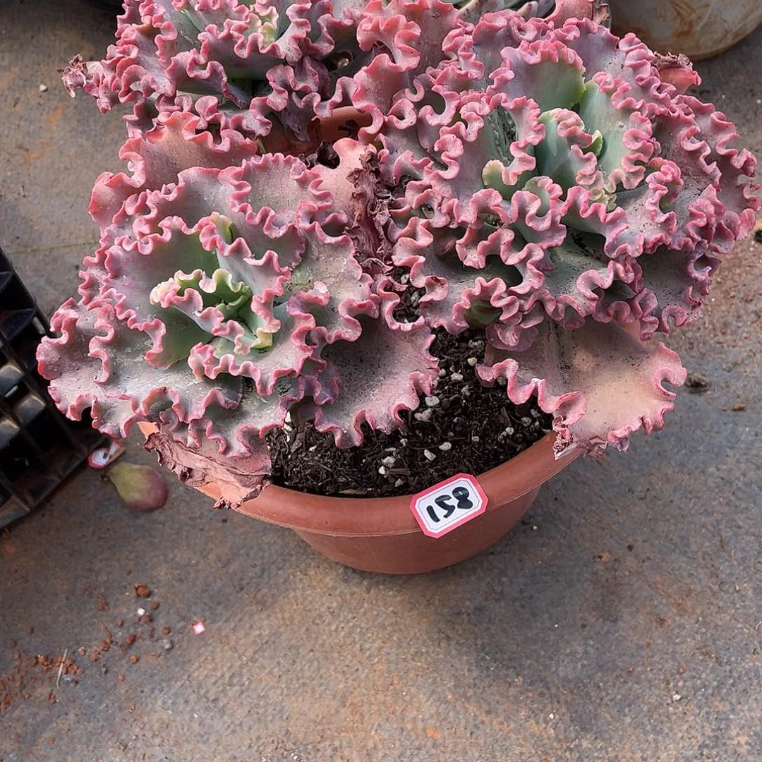 158女王 十号一物一拍多肉