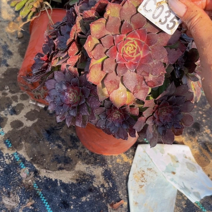 35多肉植物一物一拍