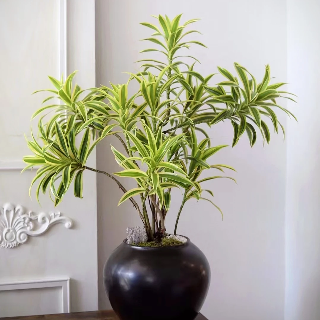 【百合竹】金边百合竹室内龙血树基地直发水培植物客厅绿植四季常青