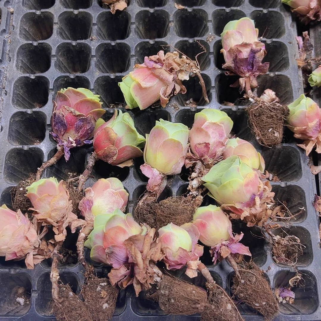 穴盘红水蜜桃12个19包邮