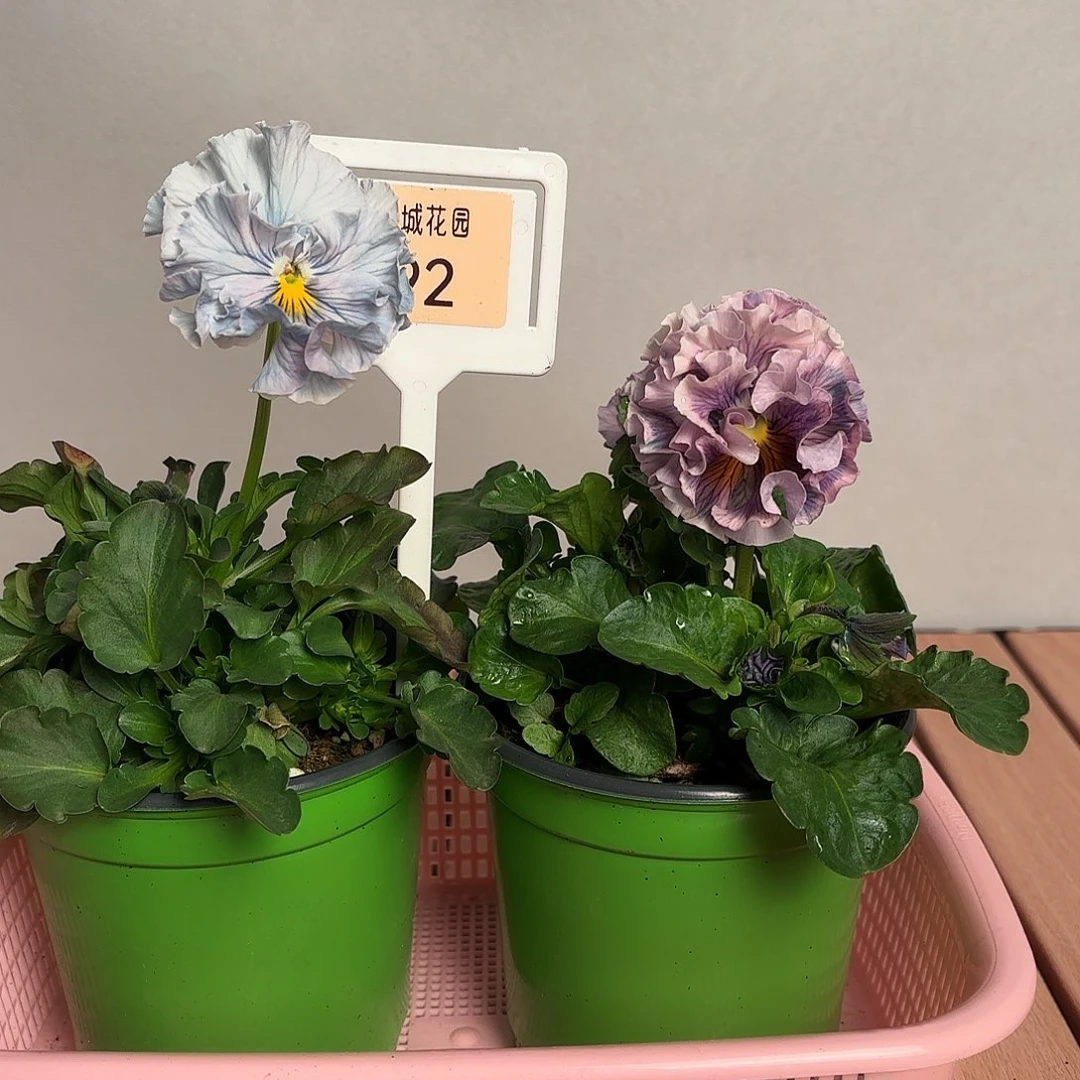 大部分开放少量花苞92