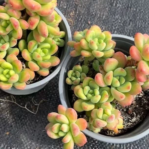 香格里拉120#）小付多肉基地现场直播云南多肉植物室内懒人