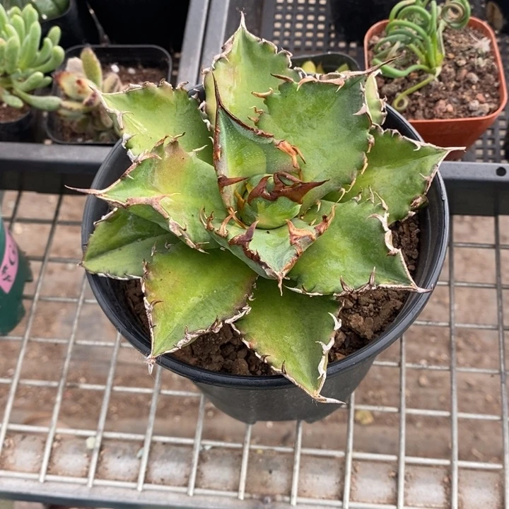 对***条伯克利和格蕾纳等人在一