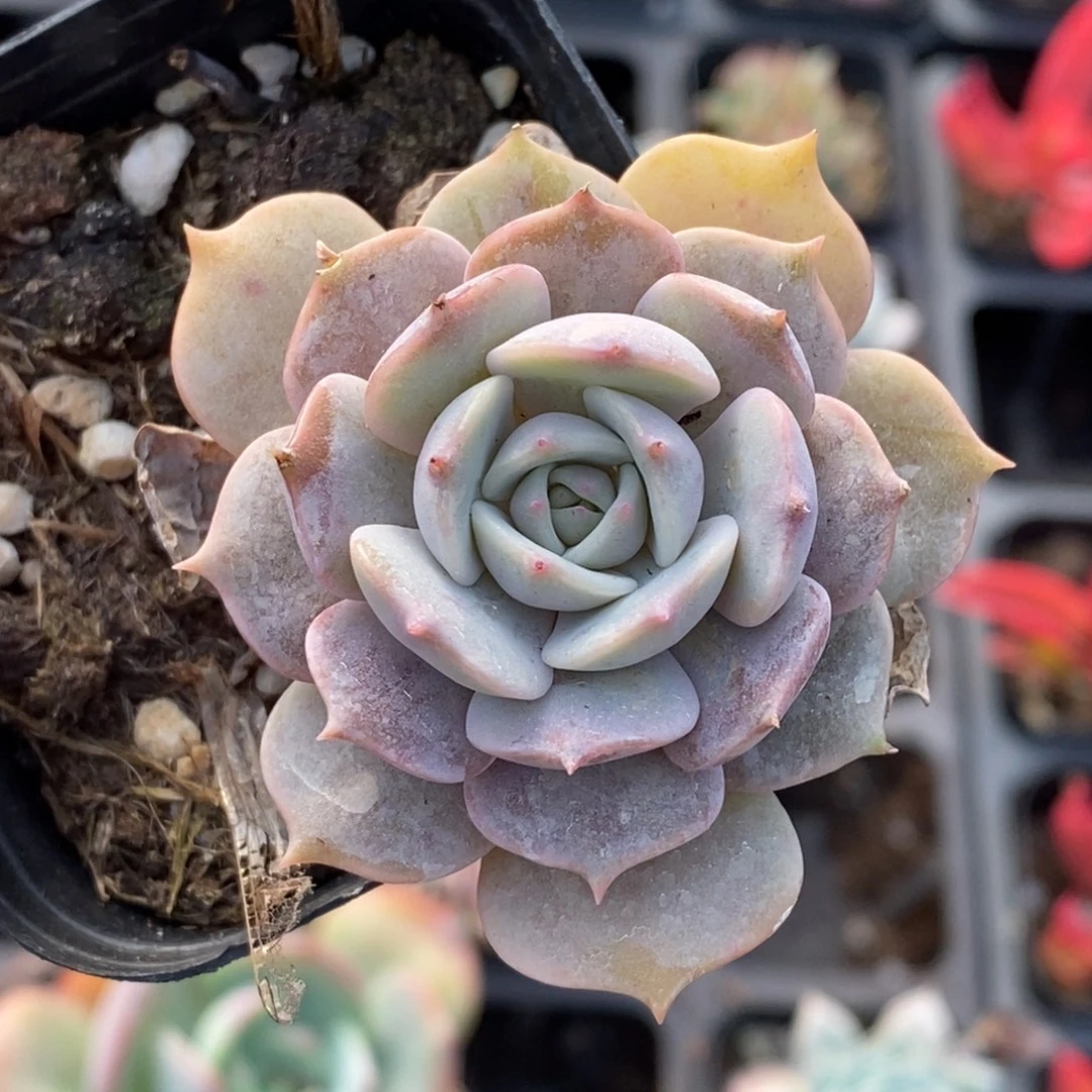 露娜莲满十元包邮